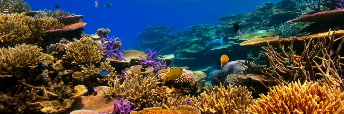 an underwater view of a coral reef with fish