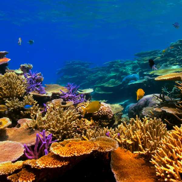 an underwater view of a coral reef with fish