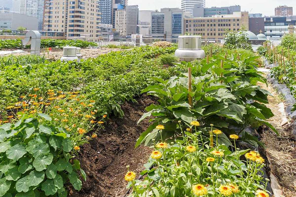 An urban farm growing on a roof with a city skyline in the background