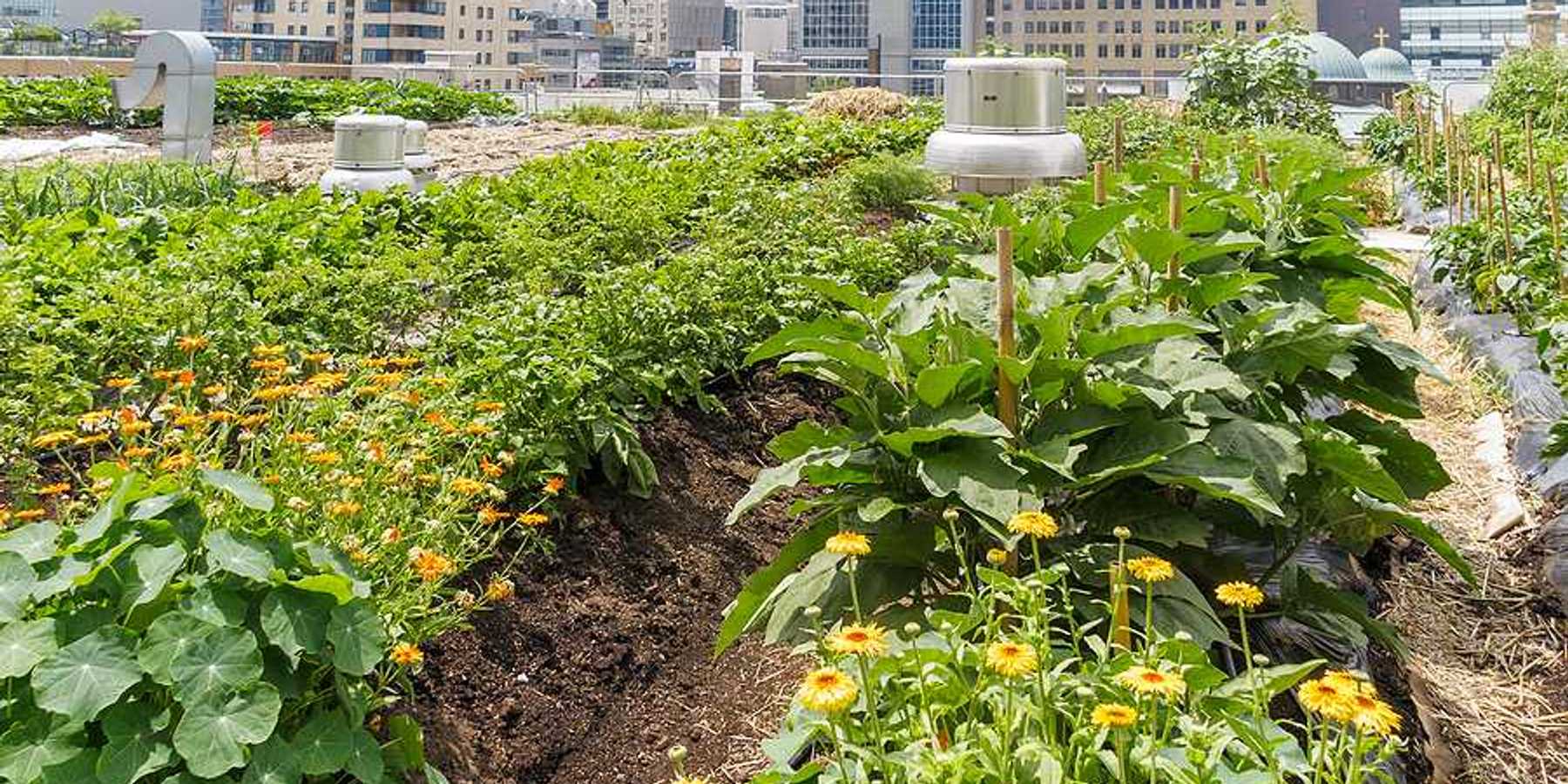 An urban farm growing on a roof with a city skyline in the background