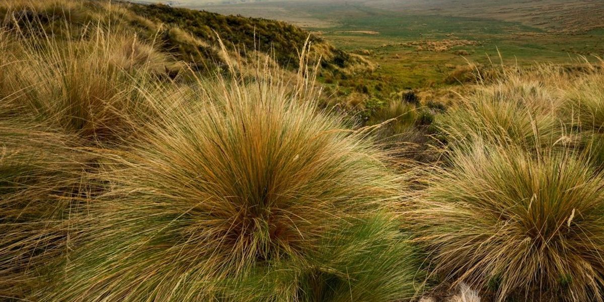 Antisana, Ecuador páramo landscape with misty mountains in background.