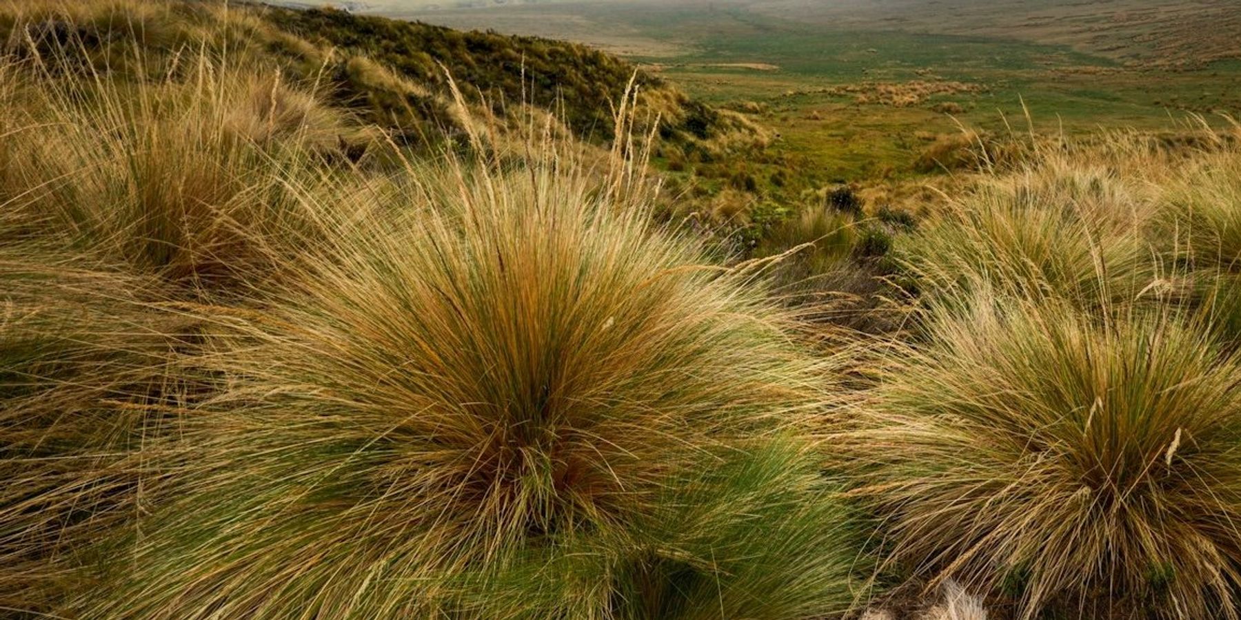 Antisana, Ecuador páramo landscape with misty mountains in background.