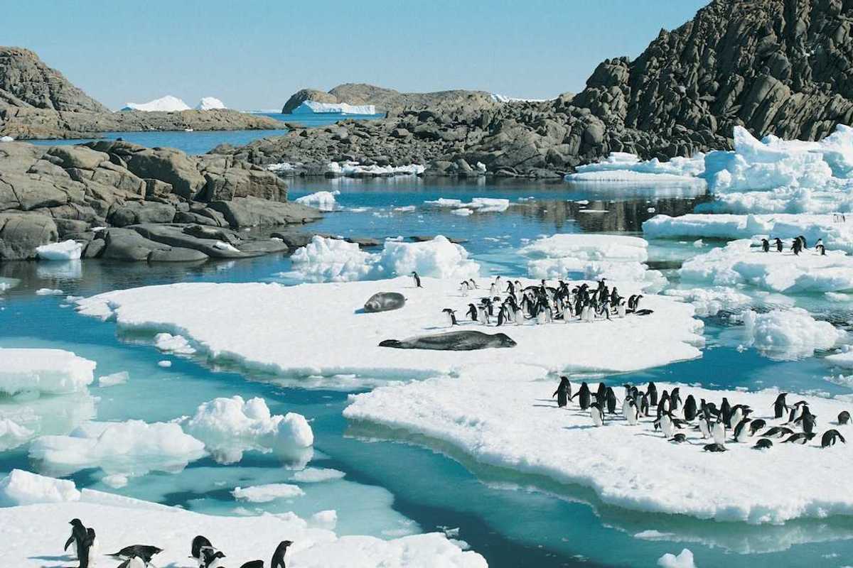 Arctic environment showing penguins and walruses