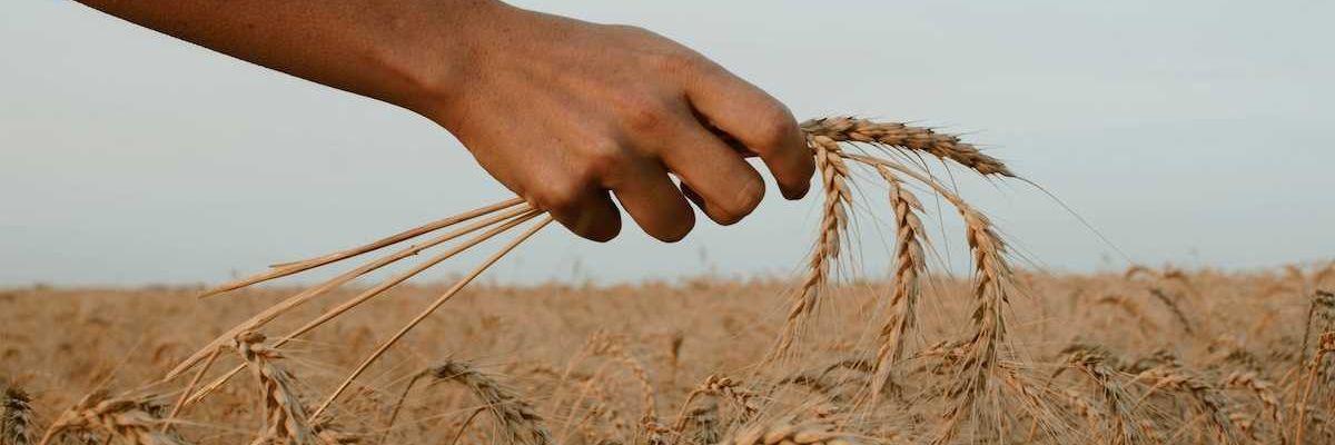 Arm and hand holding wheat against a wheat field backdrop