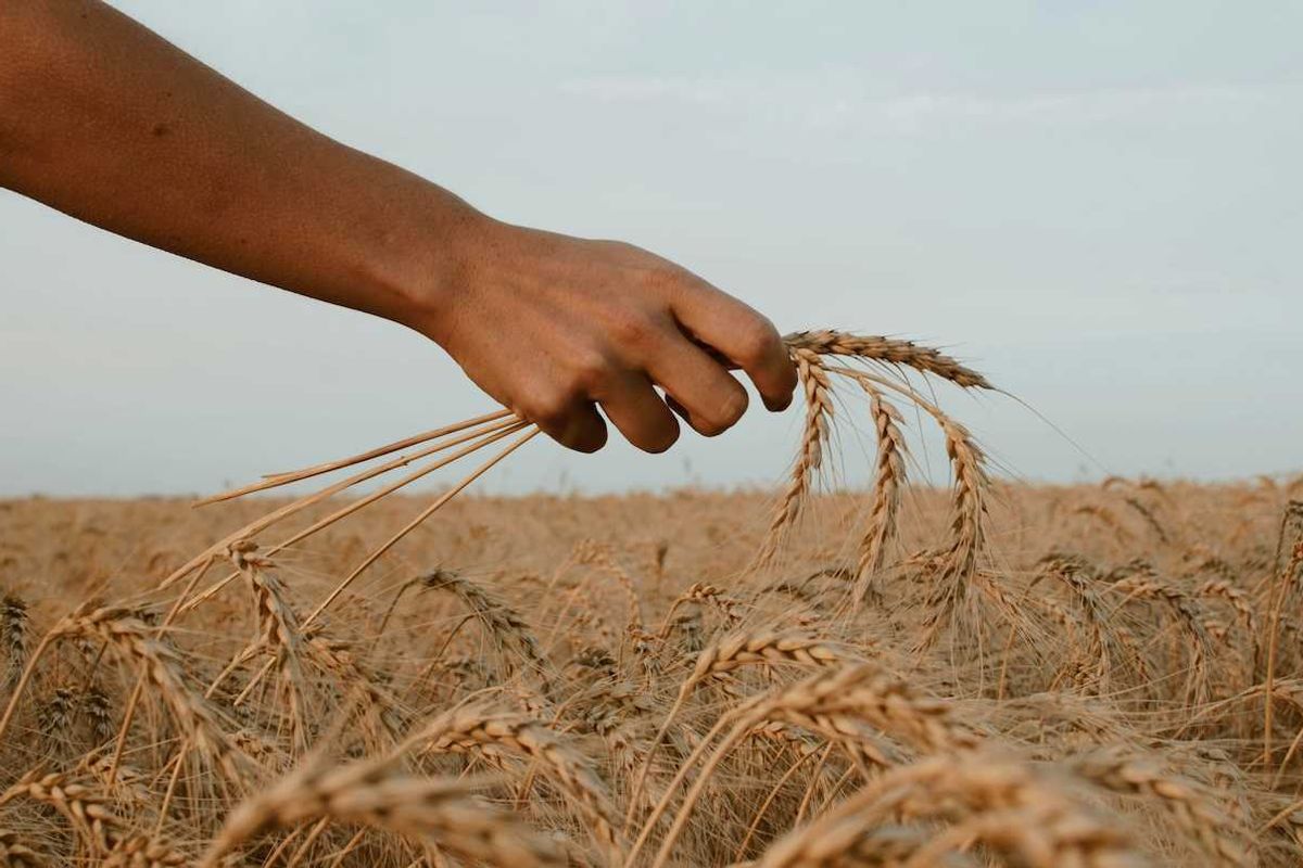Arm and hand holding wheat against a wheat field backdrop