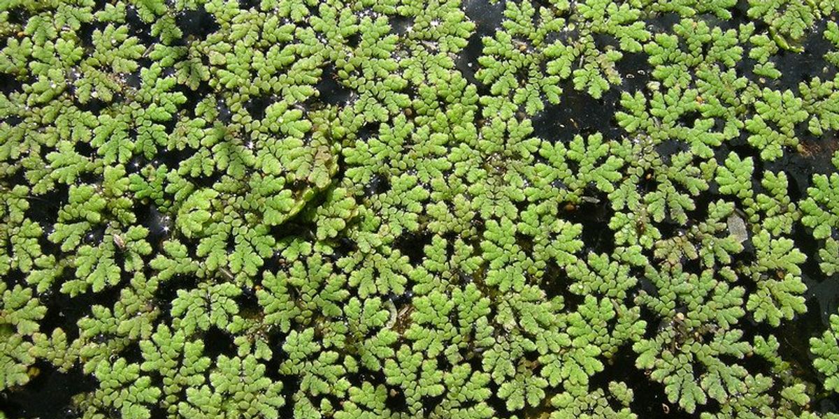 azolla as a future food source