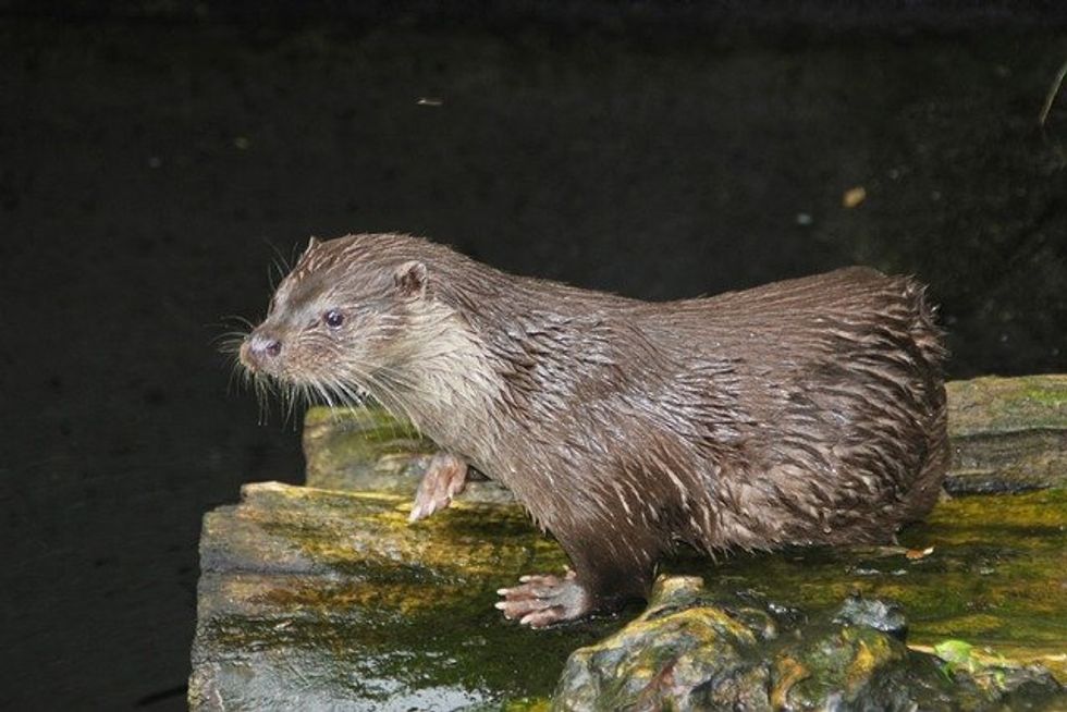 Baby sea otters are adorable. But they aren’t wanted everywhere