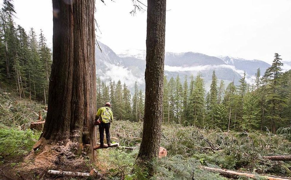 BC’s big trees protection is toothless. Government knew it