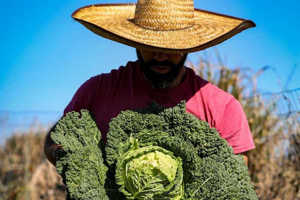 Bearded man in broad-brimmed straw hat and red tee-shirt displaying a huge cabbage