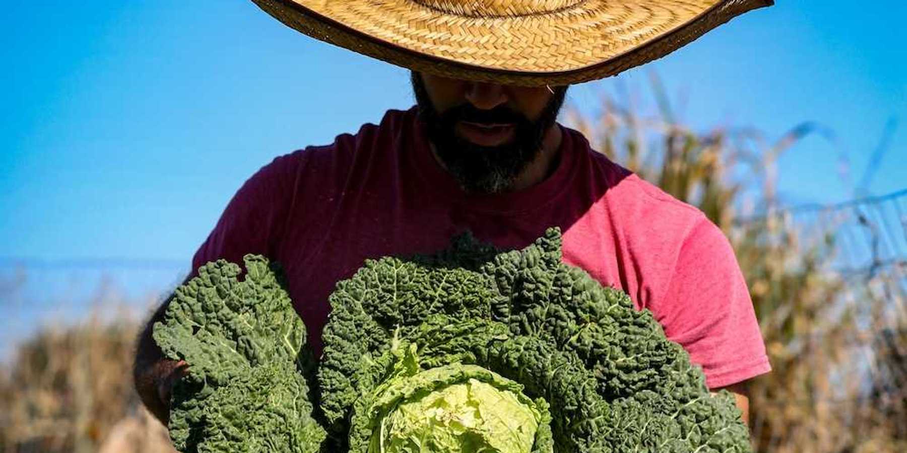 Bearded man in broad-brimmed straw hat and red tee-shirt displaying a huge cabbage