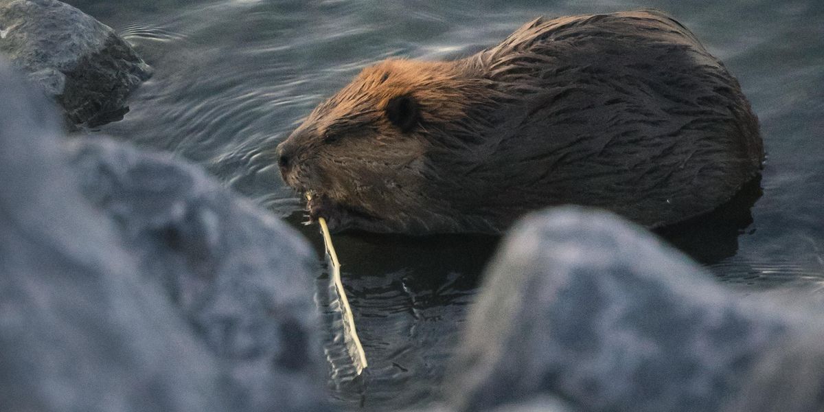 beavers environment
