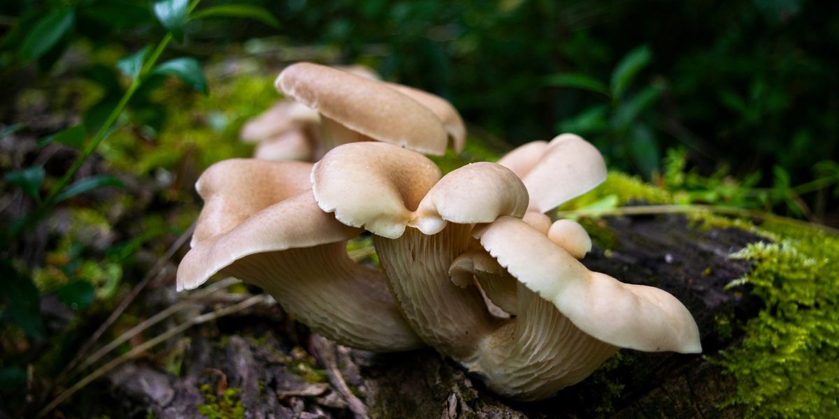 Beige mushrooms grow alongside moss on a wet fallen log.