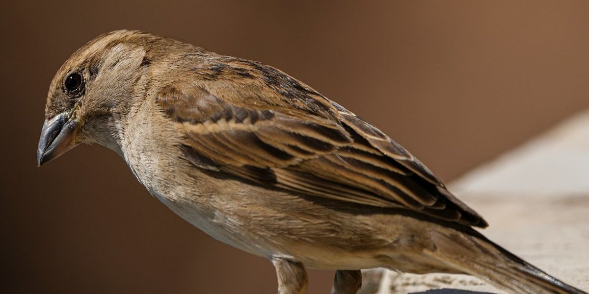 Bird specimens carry a toxic legacy.