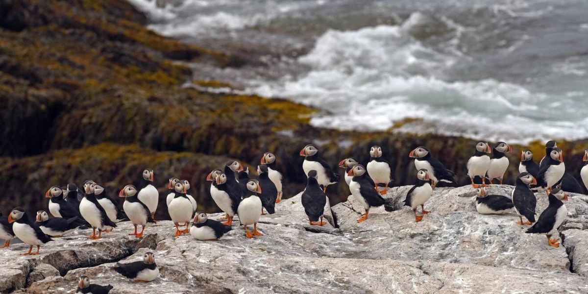 birds climate change