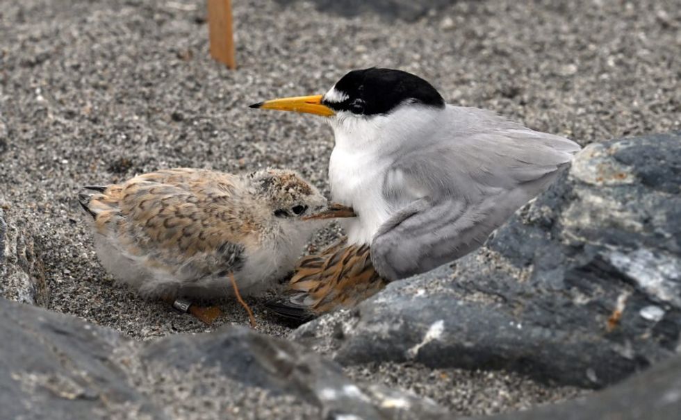 birds climate change