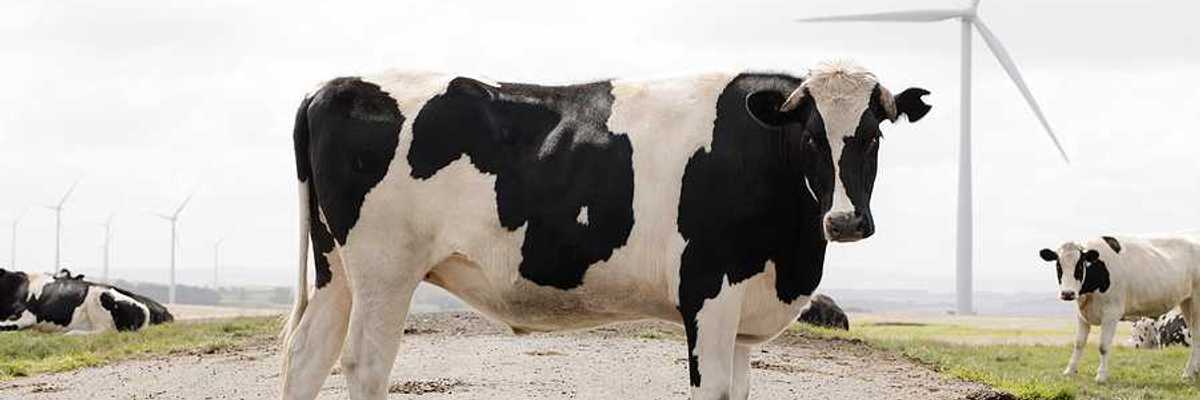 Black and white cows standing near a field with wind turbines in the background