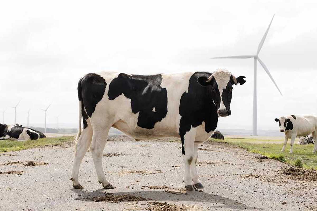 Black and white cows standing near a field with wind turbines in the background