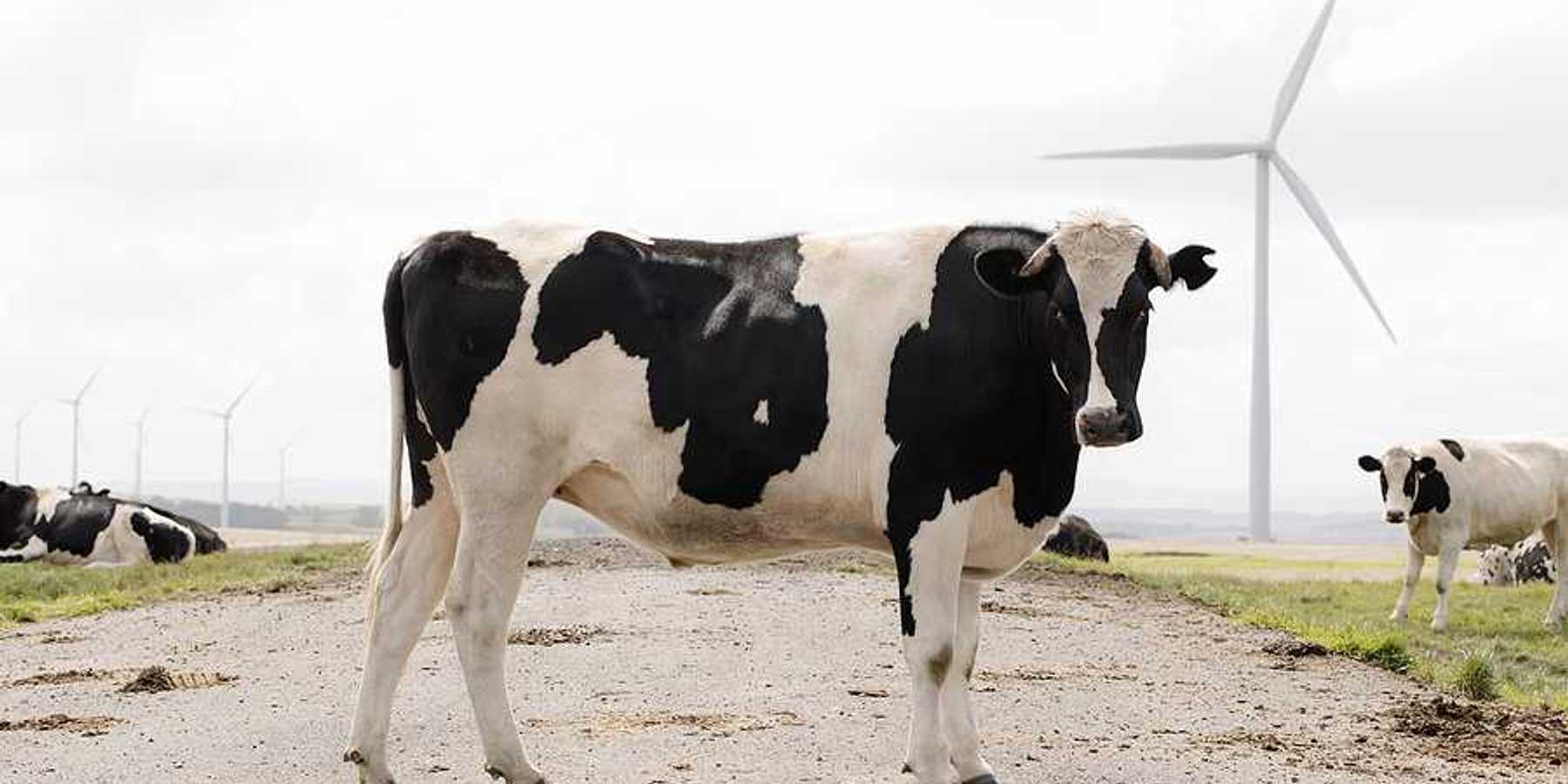 Black and white cows standing near a field with wind turbines in the background
