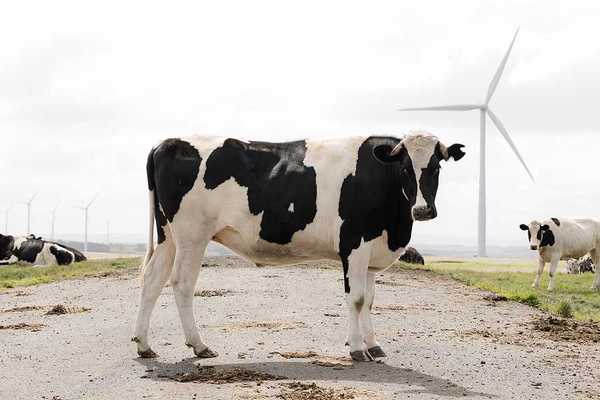 Black and white cows standing near a field with wind turbines in the background