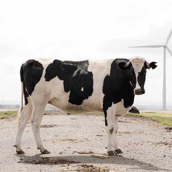 Black and white cows standing near a field with wind turbines in the background