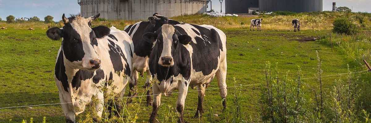 Black and white cows with manure digester for production of biogas in background.