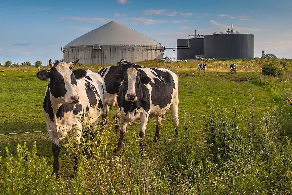 Black and white cows with manure digester for production of biogas in background.