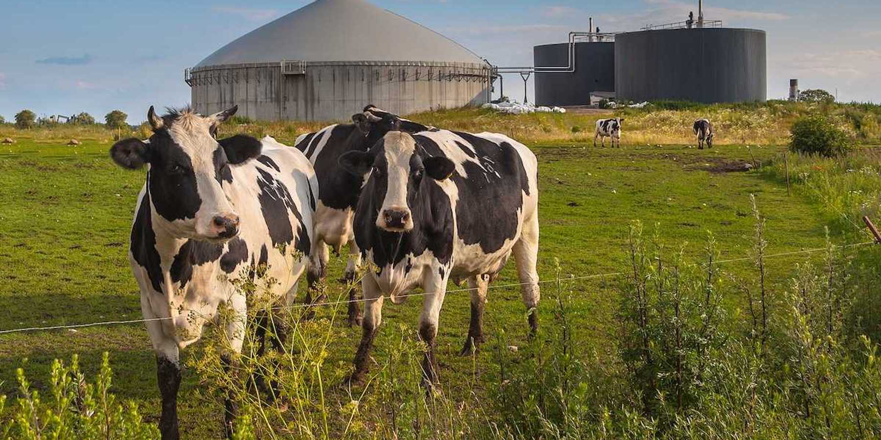 Black and white cows with manure digester for production of biogas in background.