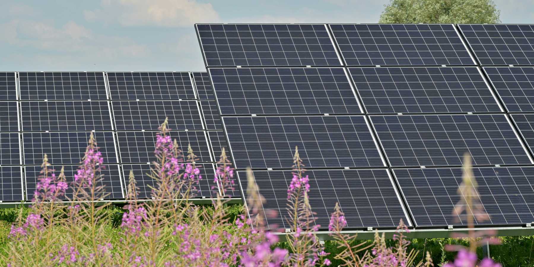 black solar panels on purple flower field during daytime