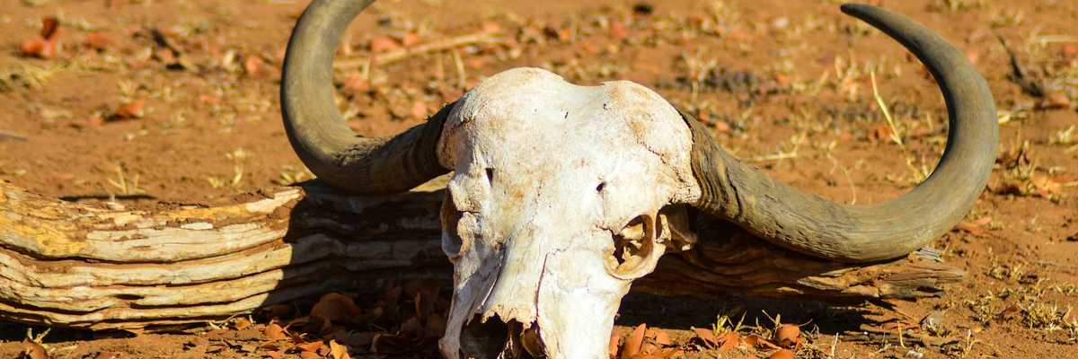 Bleached out cow skull with horns intact against a dry earth background