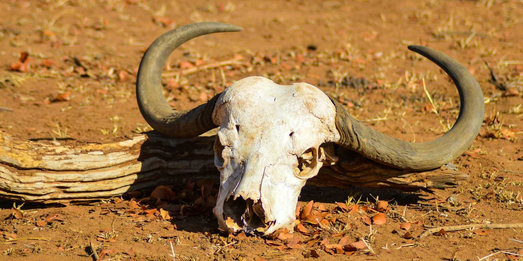 Bleached out cow skull with horns intact against a dry earth background