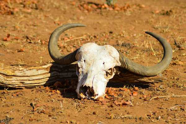Bleached out cow skull with horns intact against a dry earth background