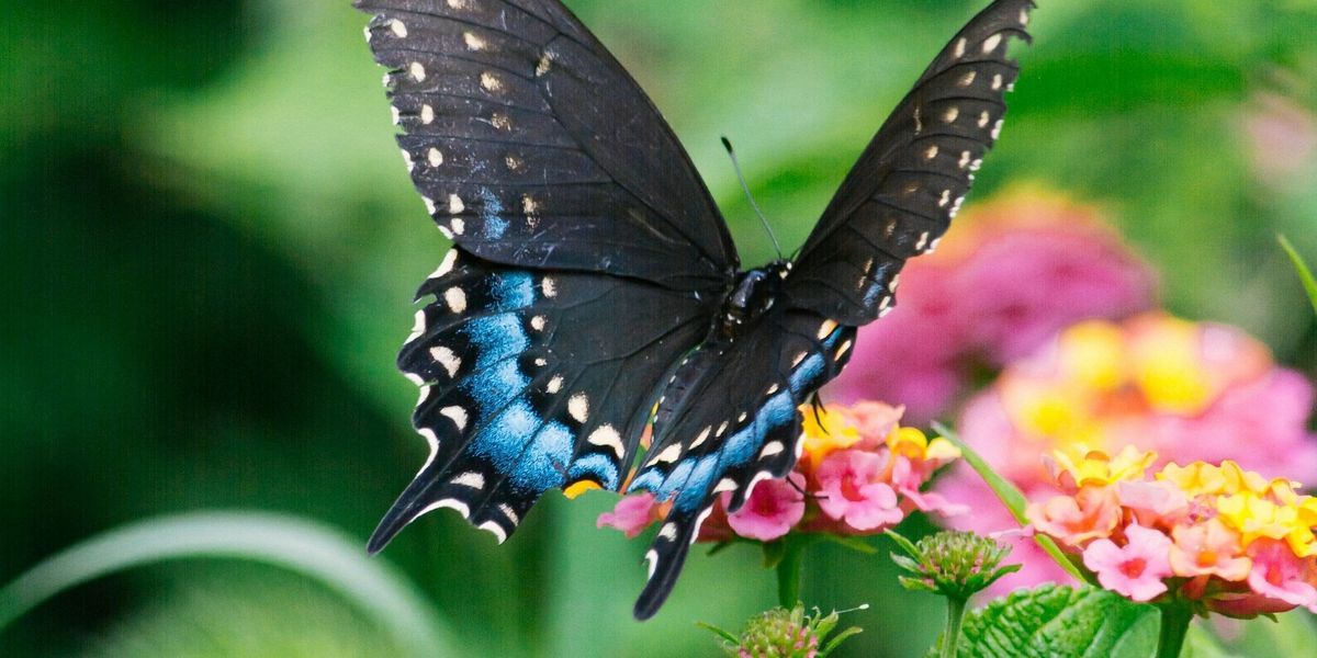 Blue Morpho butterfly on a pink and yellow flower.