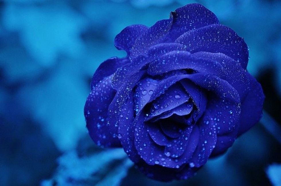 Nearly half of the world’s flowering plants face the threat of extinction, study says