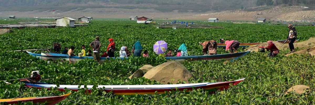 Boats beached amongst water hyacinth in Indonesia