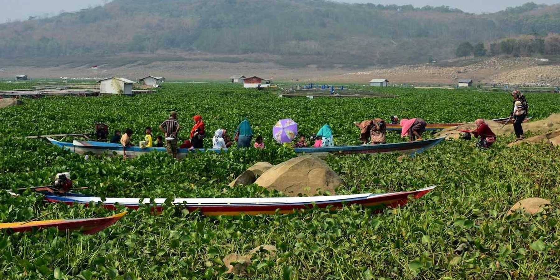 Boats beached amongst water hyacinth in Indonesia
