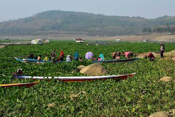 Boats beached amongst water hyacinth in Indonesia