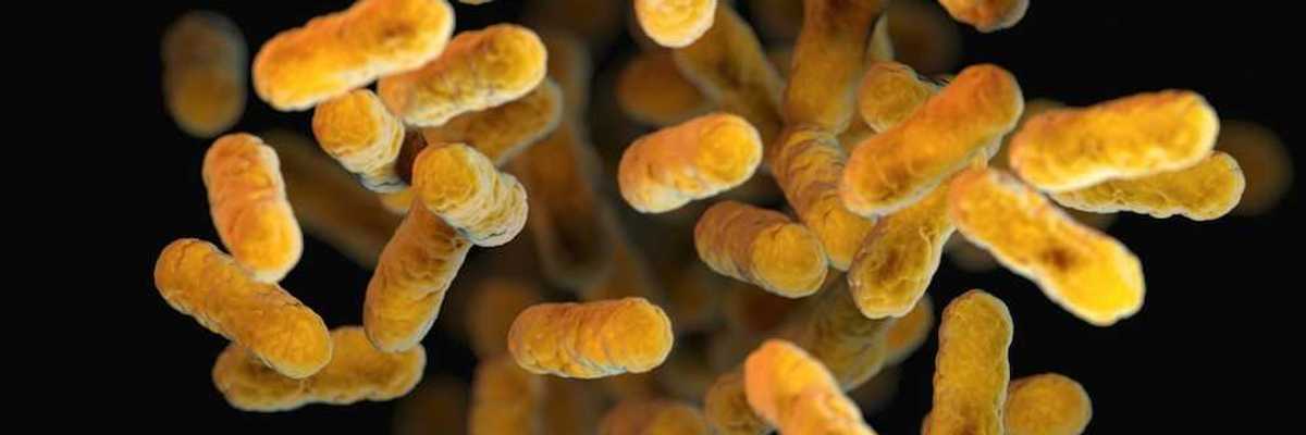 Bordetella pertussis - bacteria causing whooping cough (yellow/orange colored - look like cheese puffs)