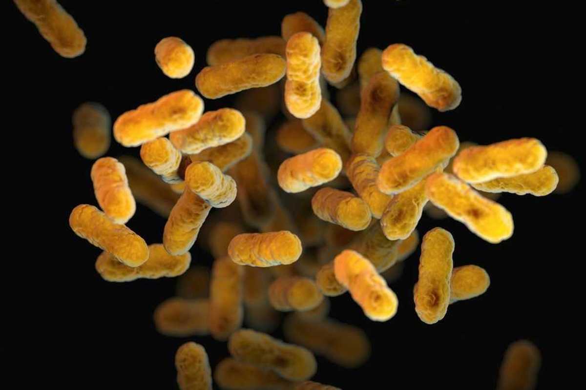 Bordetella pertussis - bacteria causing whooping cough (yellow/orange colored - look like cheese puffs)