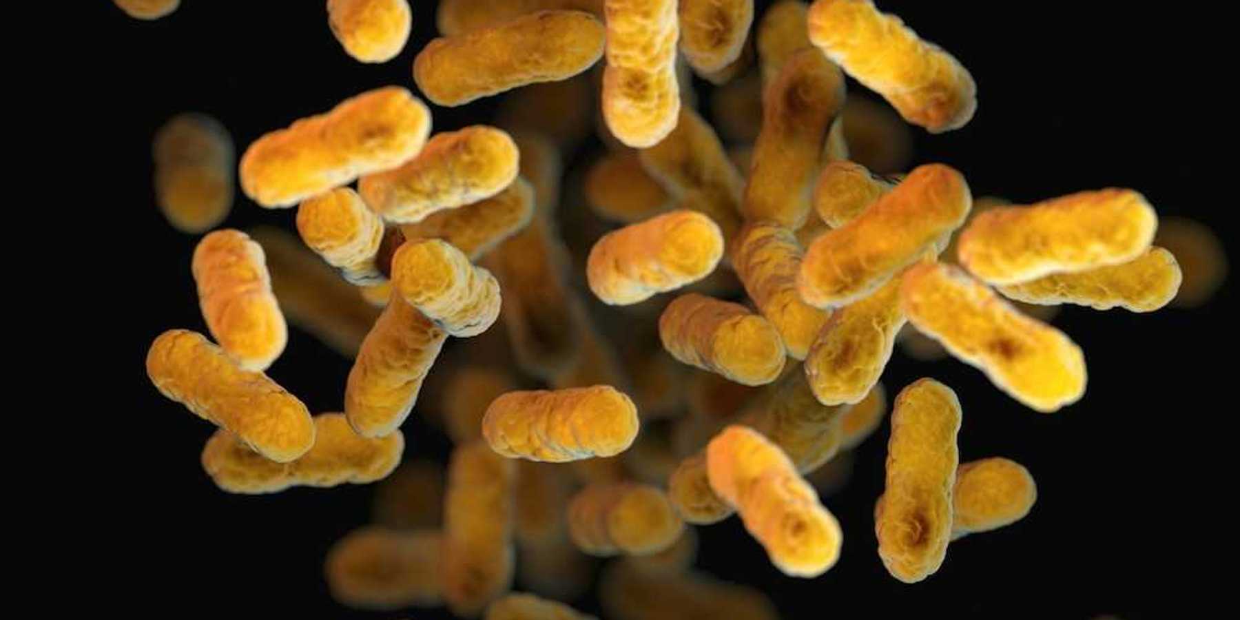 Bordetella pertussis - bacteria causing whooping cough (yellow/orange colored - look like cheese puffs)