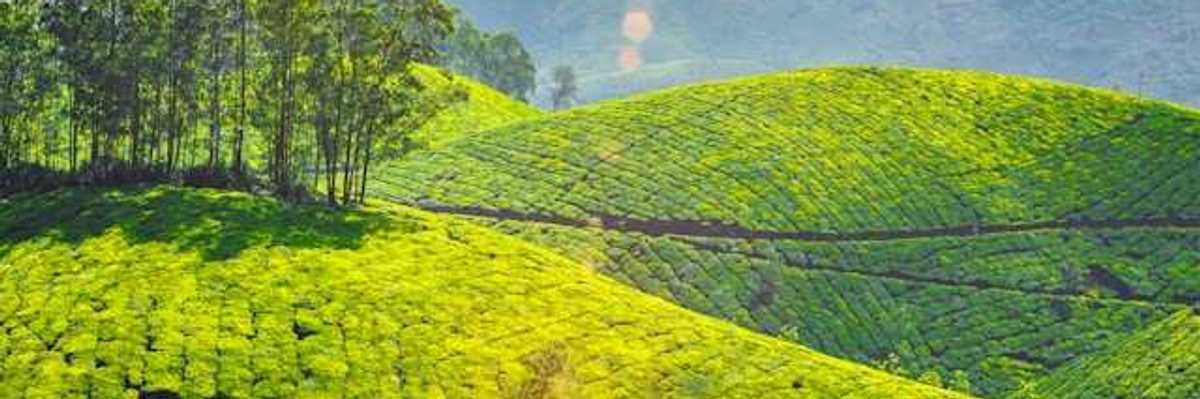 Bright green tea plantation hills in Kerala