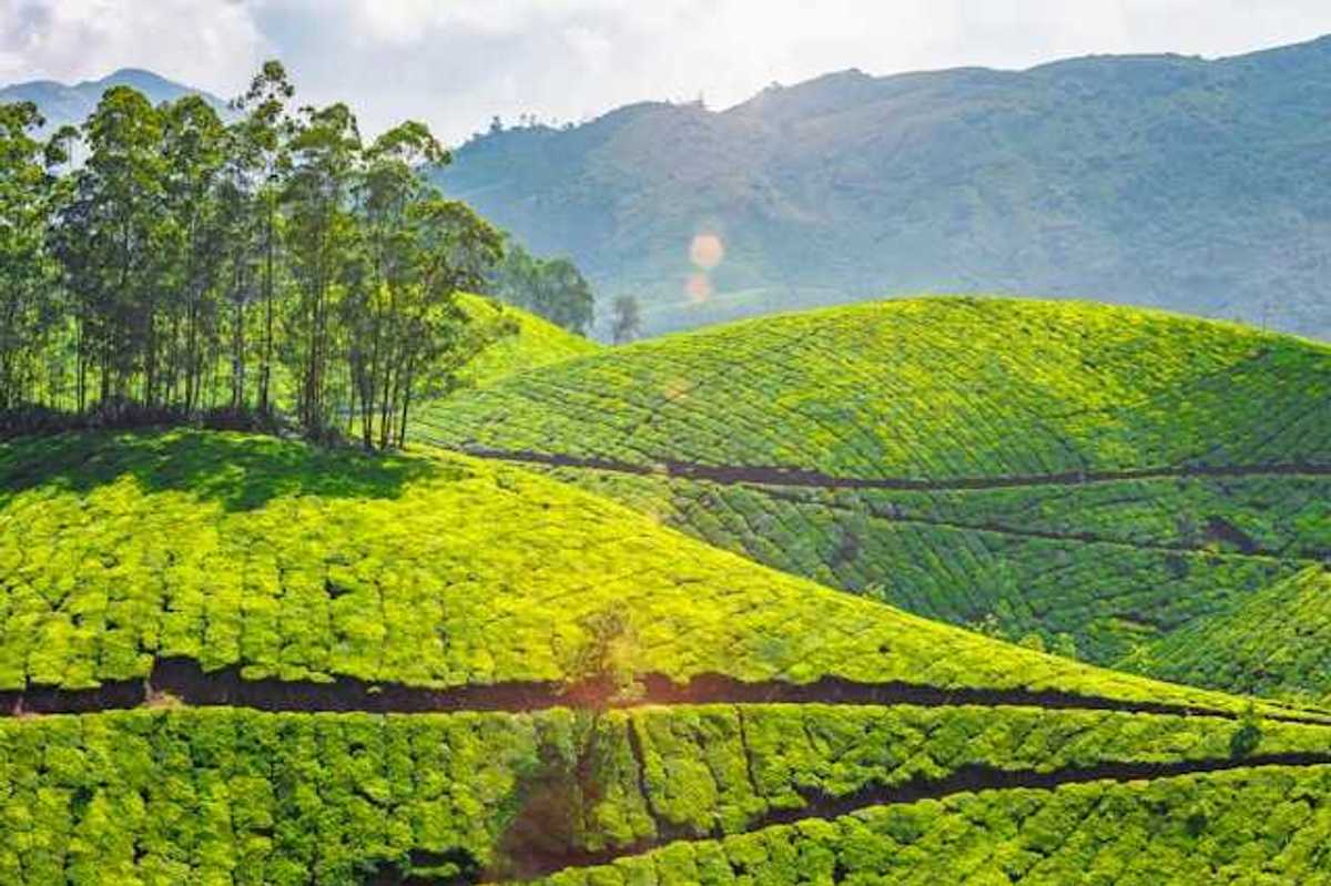 Bright green tea plantation hills in Kerala