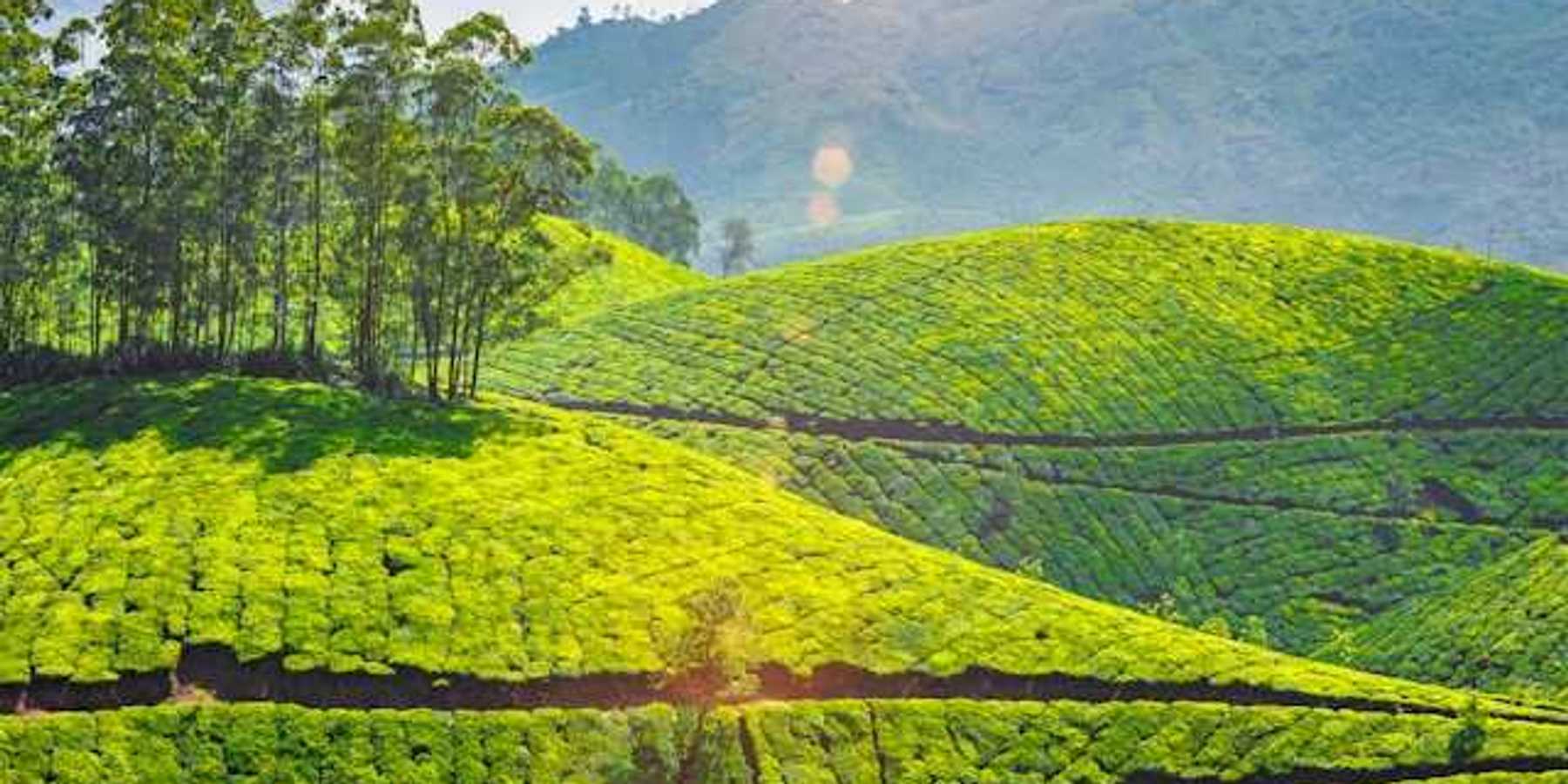 Bright green tea plantation hills in Kerala