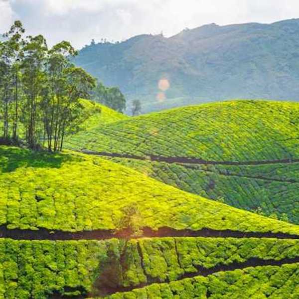 Bright green tea plantation hills in Kerala