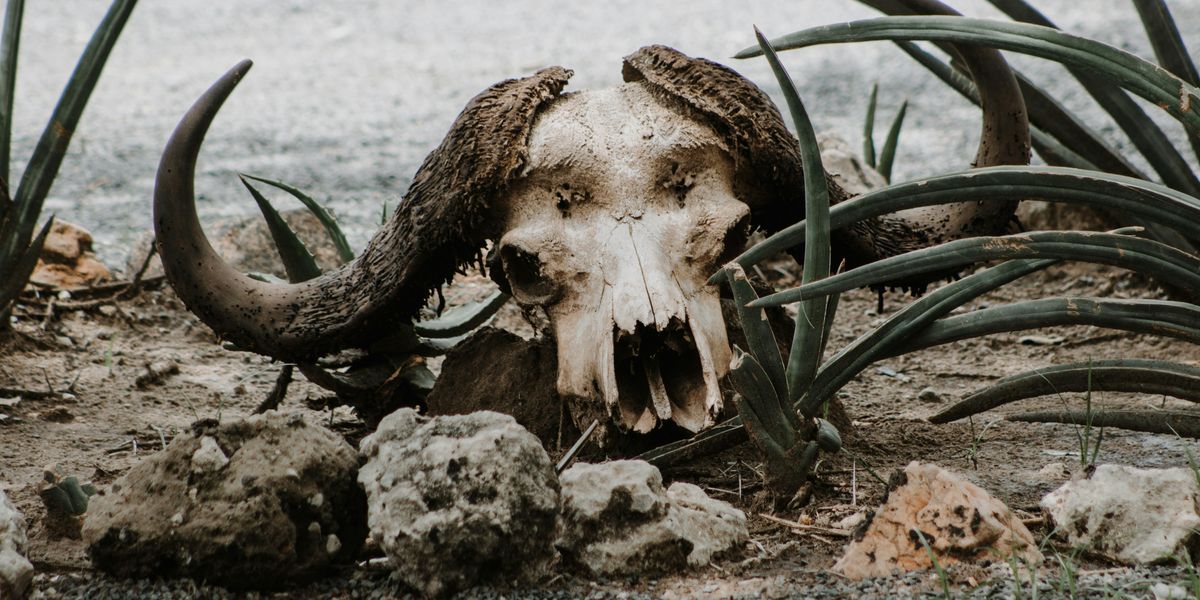brown animal skull on gray sand during daytime.