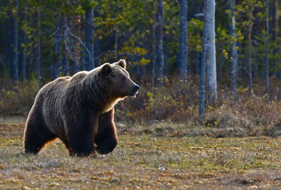 A year to remember…for wildlife