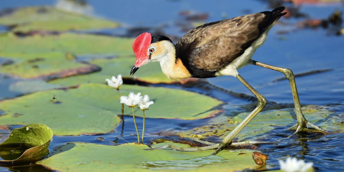 brown bird on water lily