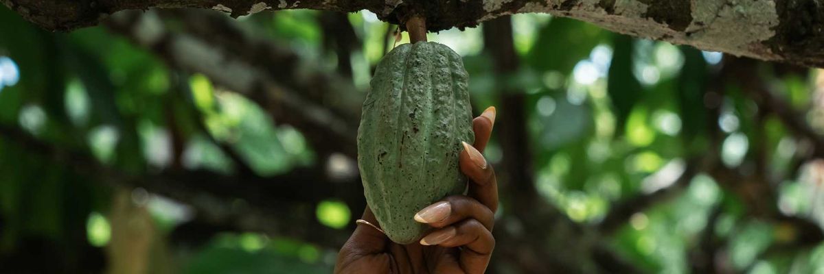 Brown-skinned hand grasping cocoa pod