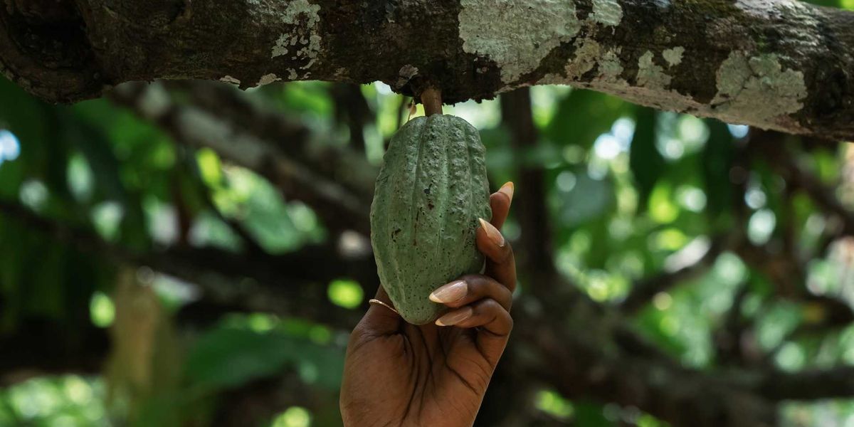 Brown-skinned hand grasping cocoa pod