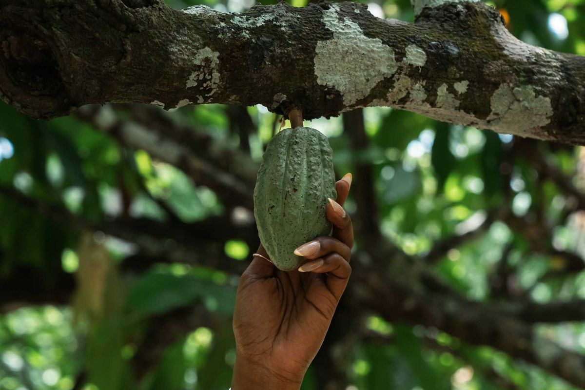 Brown-skinned hand grasping cocoa pod