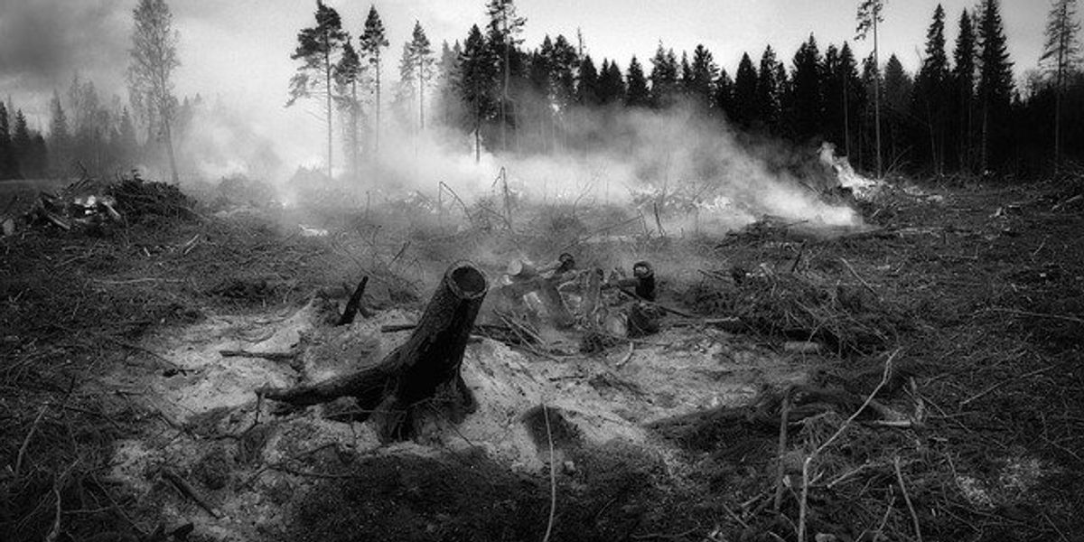 Burned forest with smoke still wafting from piles of brush.